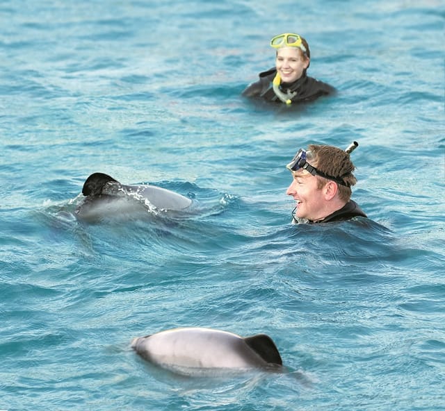 Private Akaroa Swimming with Dolphins - Photo 1 of 2